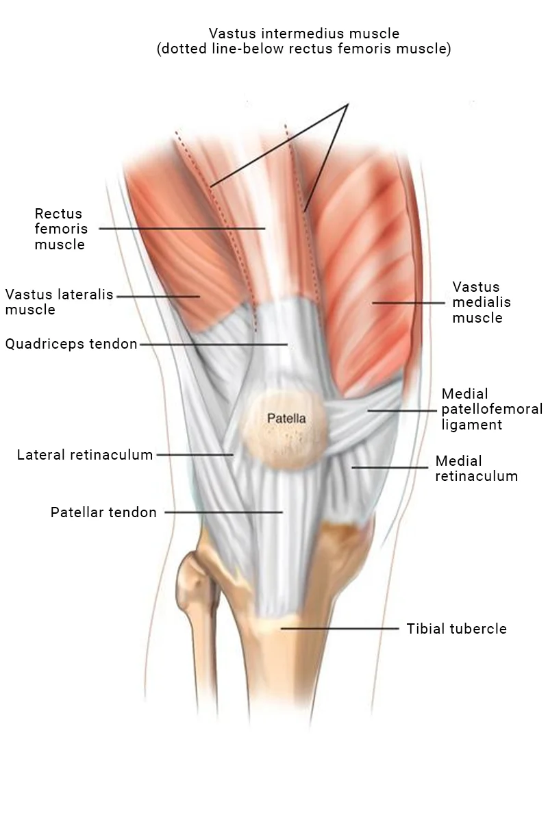 MPFL szalag elhelyezkedése a térdízületben – anatómiai ábra