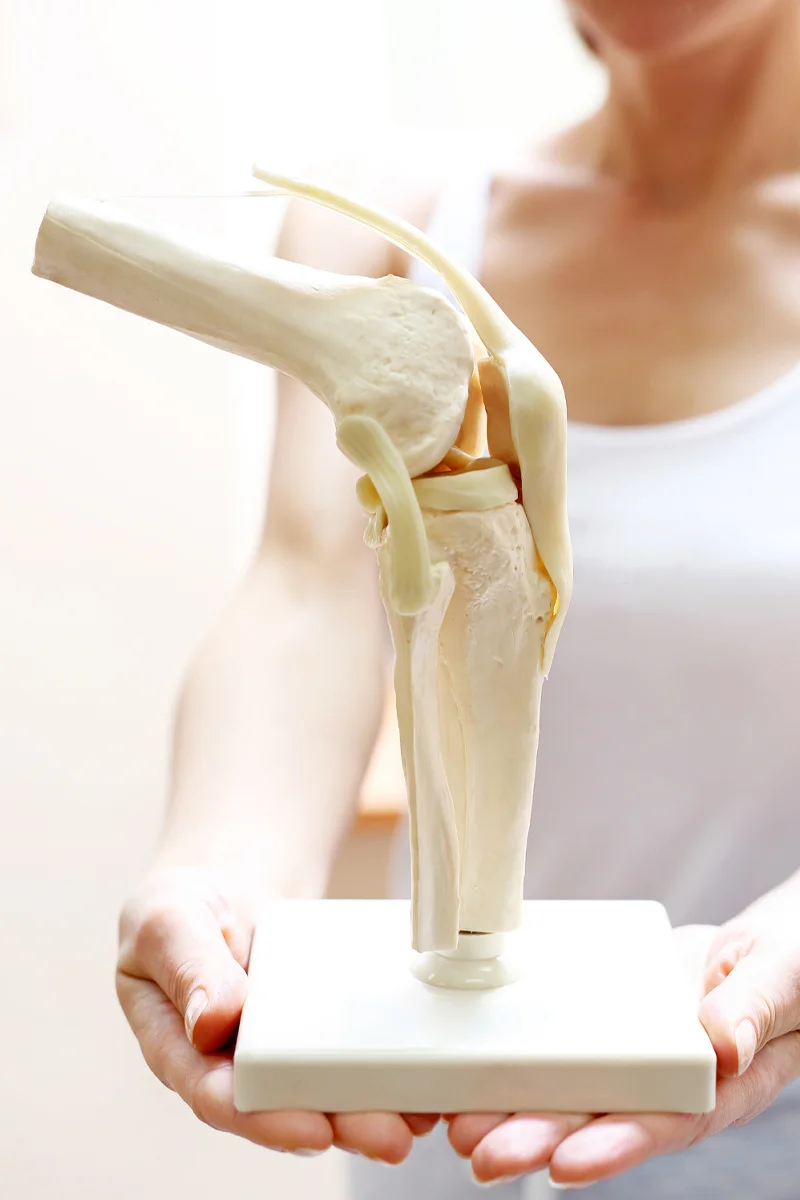 Térdízület anatómiai modellje kézben tartva – szemléltetés oktatási vagy orvosi célra